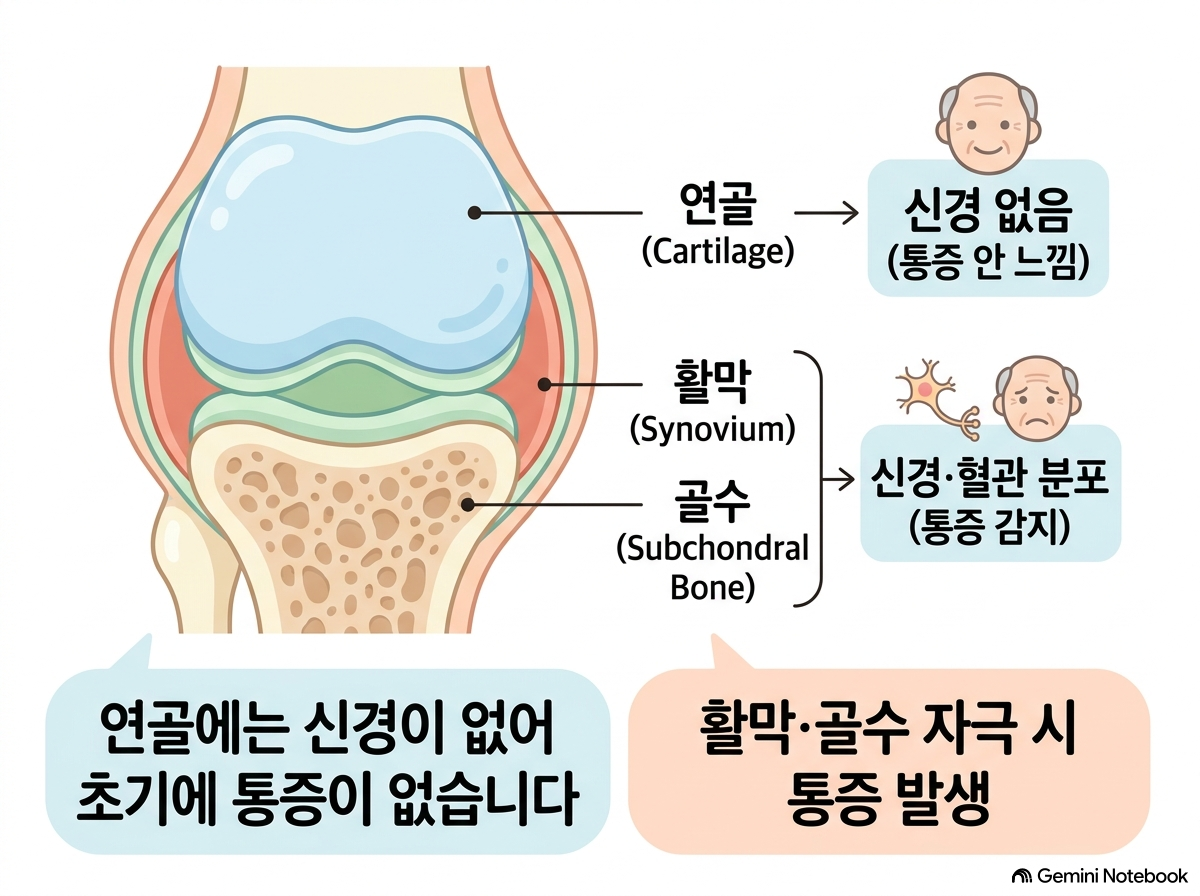 [그림 1] 무릎 관절강 내 히알루론산 투여 시 윤활막 보호 기전